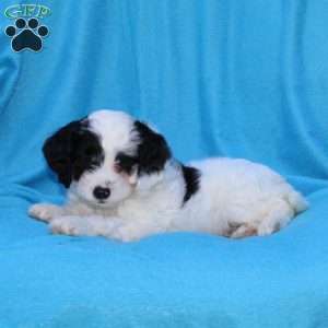 Sprinkles, Cockapoo Puppy